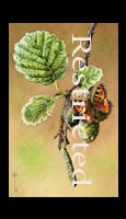 Alder_Tortoiseshell_S